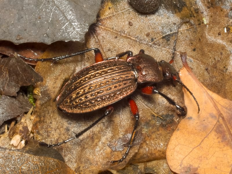 cancellatus Illiger, 1798